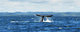 luckxus whalewatching 7928c s
