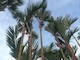 Palmtrees