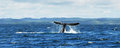 luckxus whalewatching 7928c s